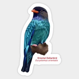 Oriental Dollarbird | Eurystomus orientalis Sticker